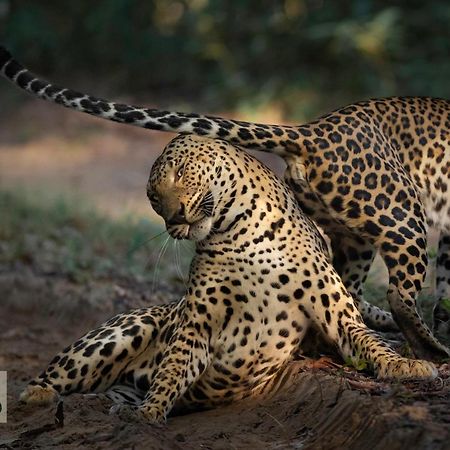 Wilpattu Wildhideaway Otel Galkadawala Dış mekan fotoğraf